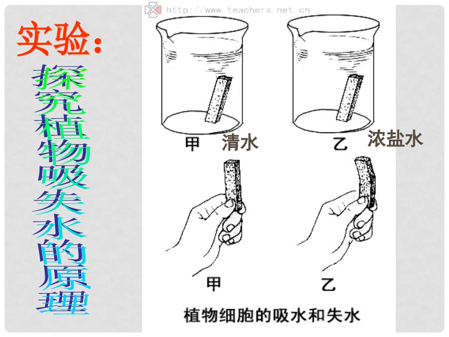 八年级生物上册 第三单元 植物的生活 第二章 根的吸收作用 第二节 根对水分的吸收课件 冀教版_第4页