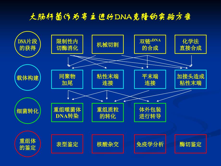 HXY-第四章-目的基因的获取.ppt_第4页