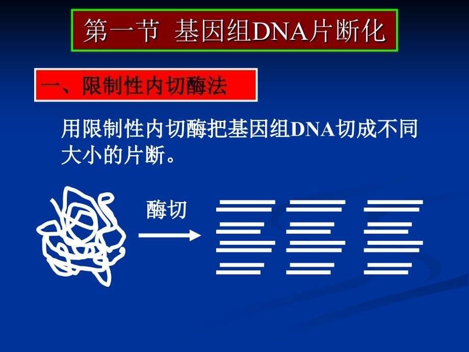 HXY-第四章-目的基因的获取.ppt_第5页