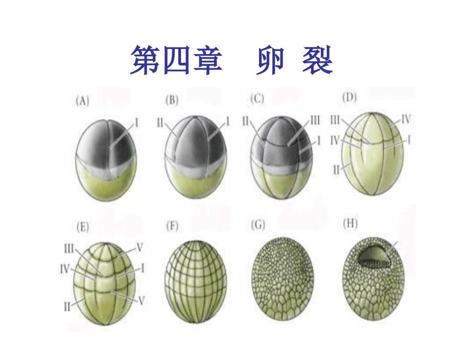 动物胚胎发育课件：第四章 卵裂_第1页
