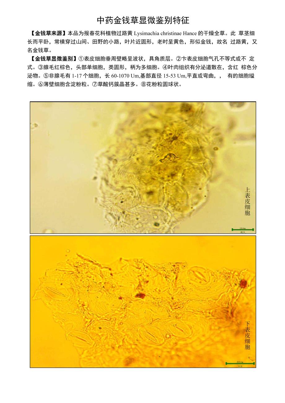 中药金钱草显微鉴别特征_第1页