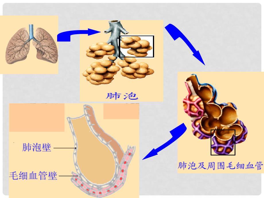 湖北省荆门市钟祥市兰台中学七年级生物下册 第三章 人体的呼吸课件 新人教版_第3页