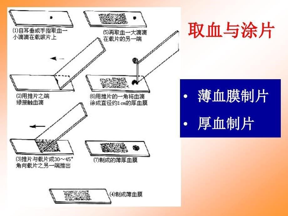 病原学检查方法课件_第5页