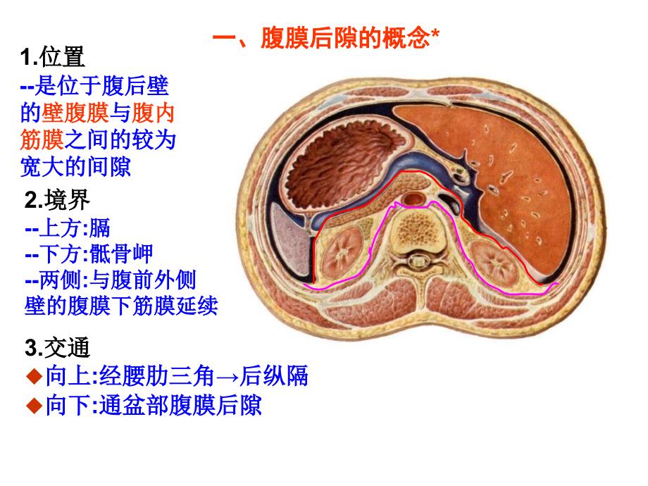 腹膜后隙局部解剖_第3页