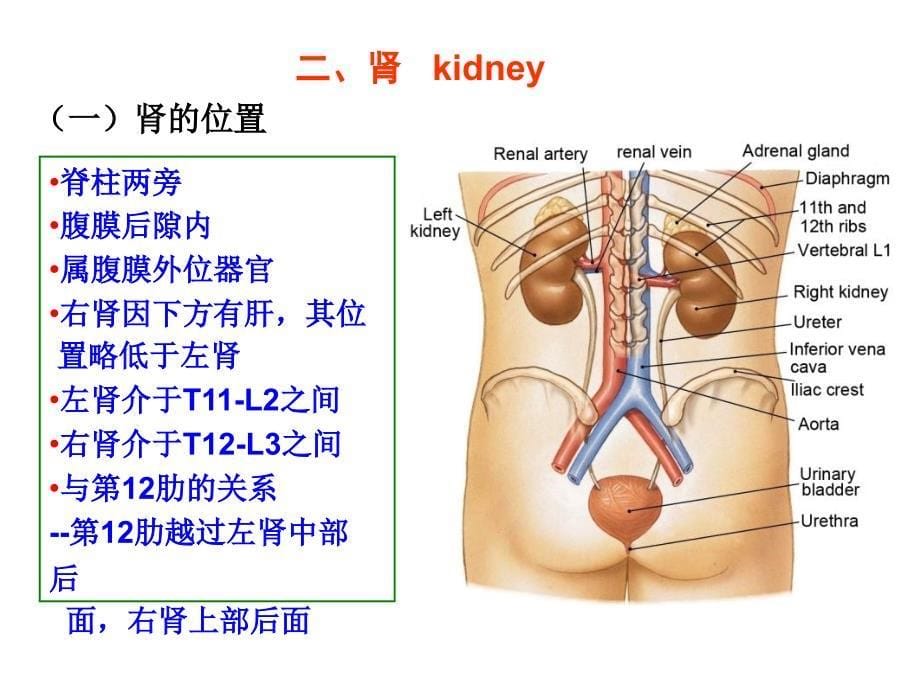 腹膜后隙局部解剖_第5页