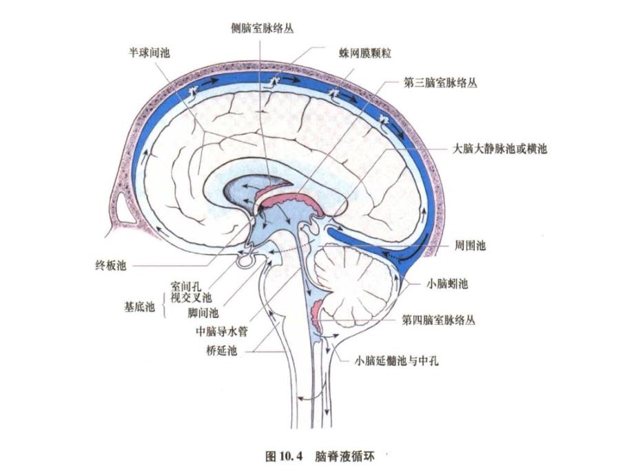 《脑脊液循环与分泌》PPT课件_第2页