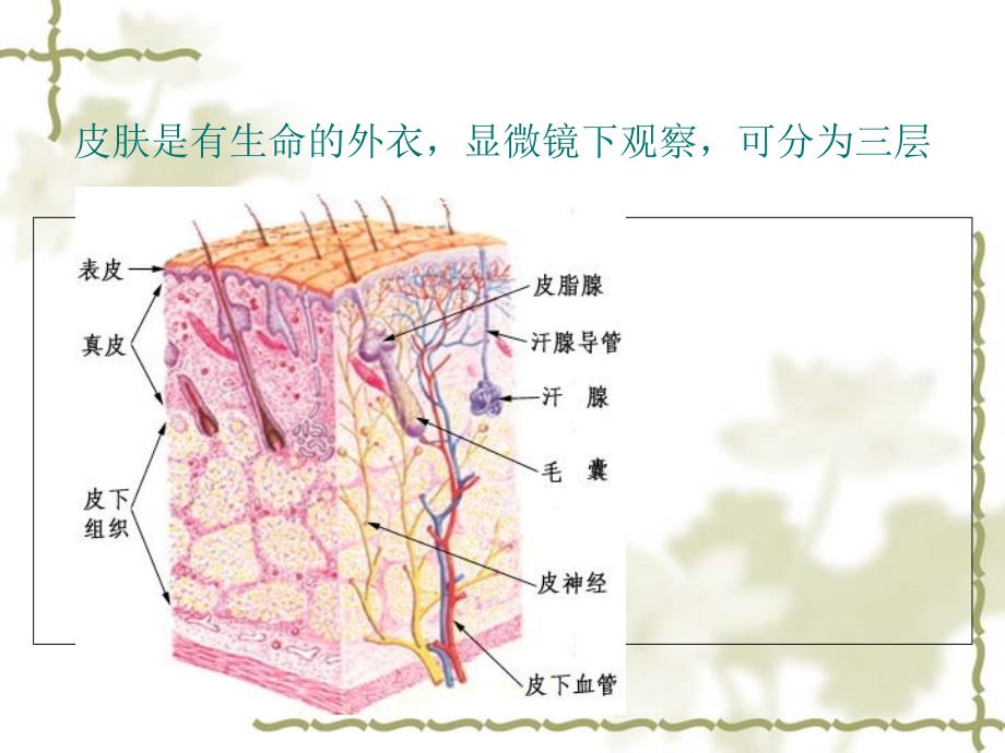 皮肤专业知识_第3页