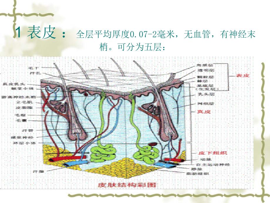 皮肤专业知识_第4页