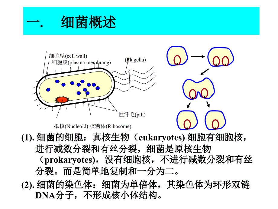 全国中学生生物学联赛遗传第四章 细菌和噬菌体的遗传分析文档资料_第3页