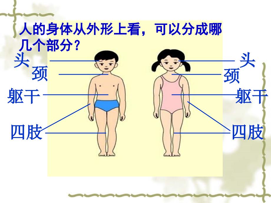 教科版小学科学四年级上册第四单元《身体的结构》PPT课件_第3页