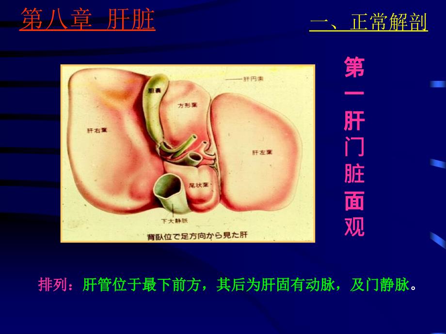 肝脾超声静-精选文档课件_第4页