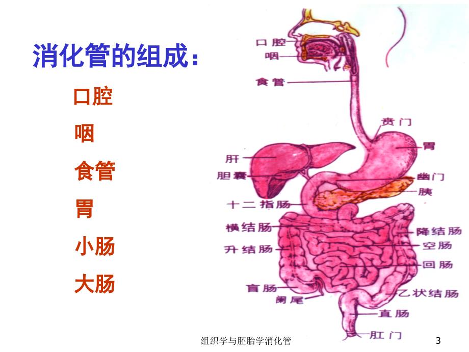 组织学与胚胎学消化管课件_第3页