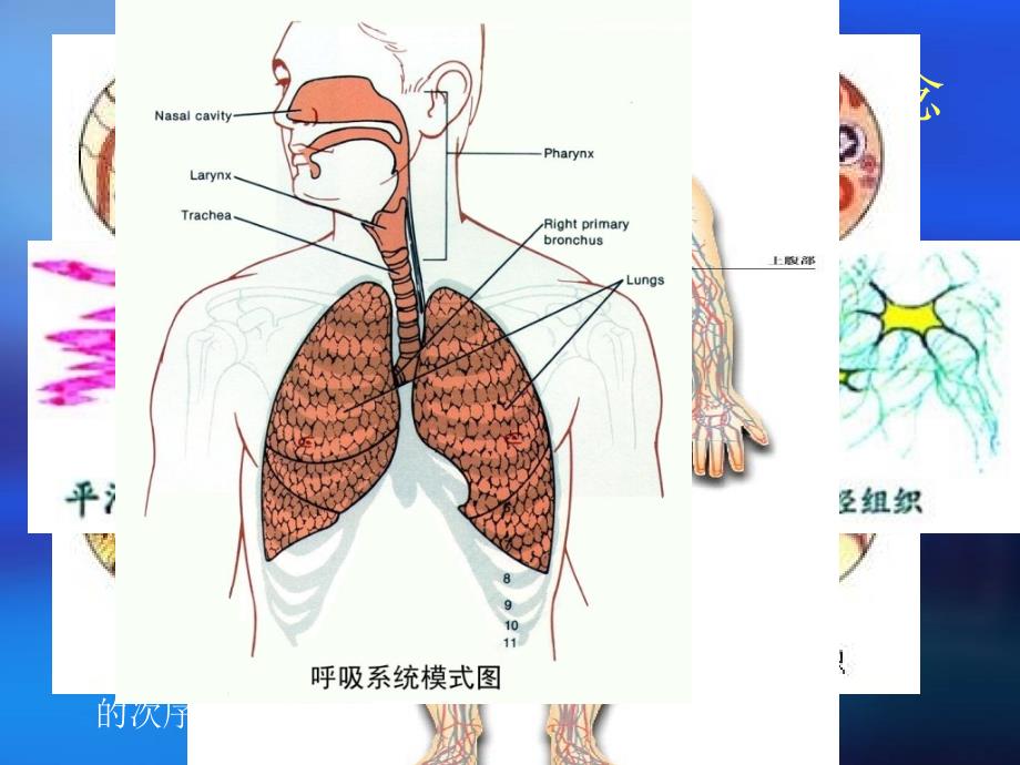 植物的结构层次 (2)_第2页