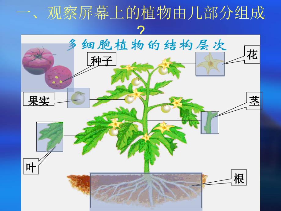 植物的结构层次 (2)_第4页