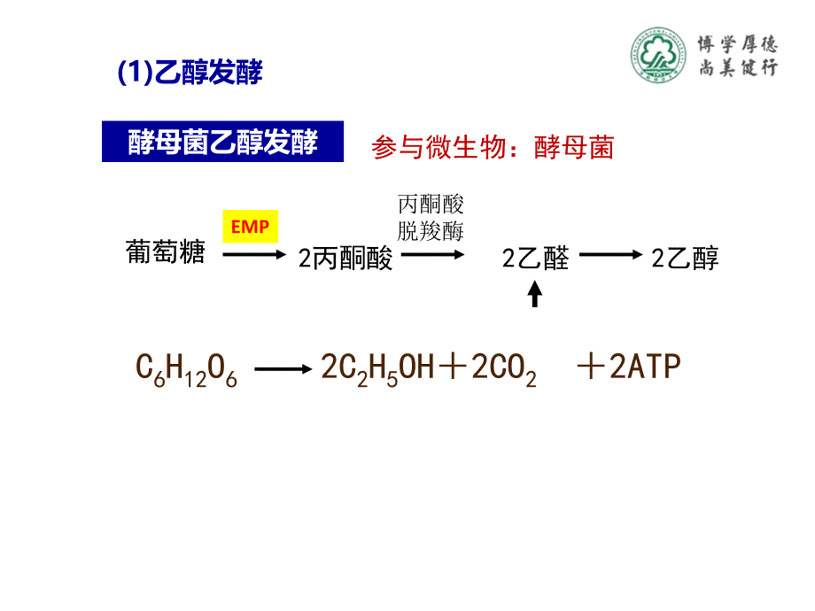 知识点2微生物的生物氧化课件_第5页