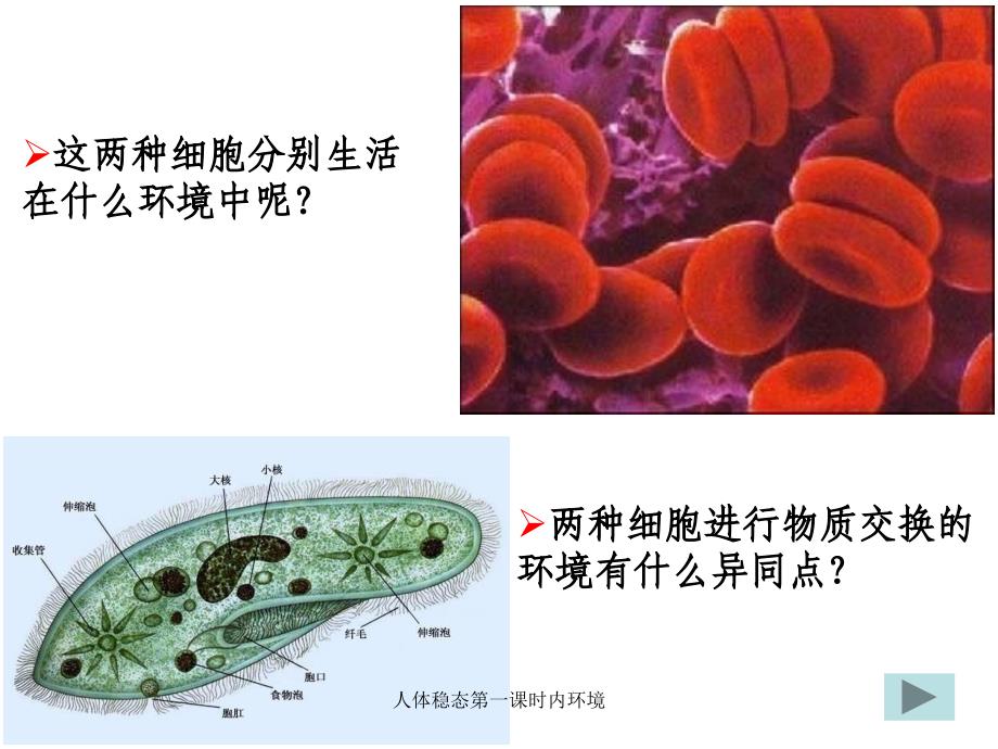 人体稳态第一课时内环境课件_第2页