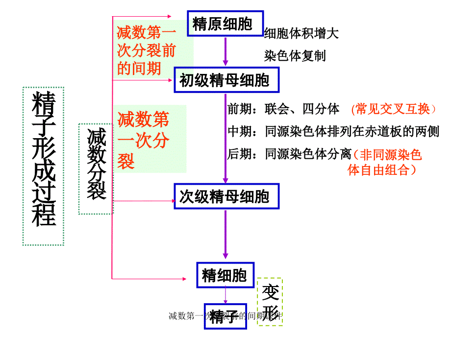 减数第一次分裂前的间期课件_第1页