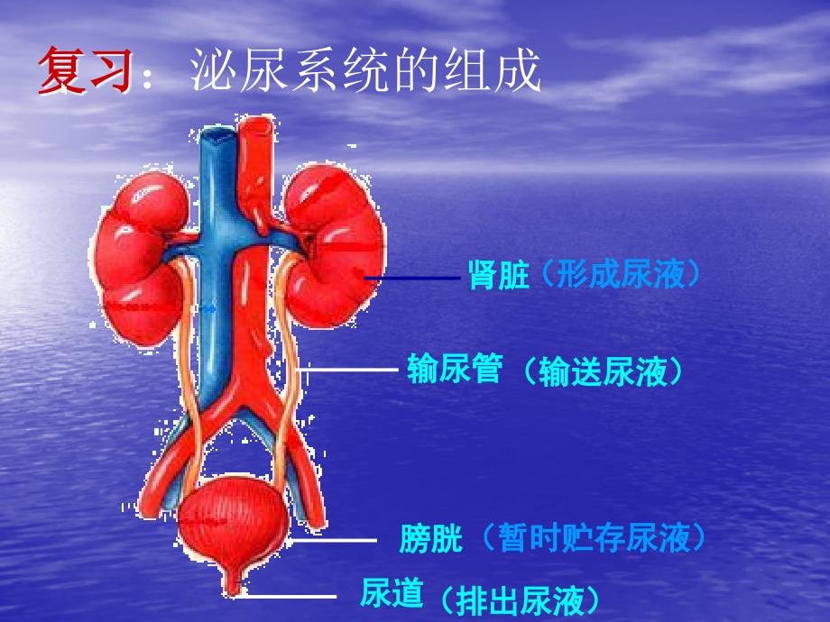 七年级生物尿液的形成和排出PPT课件(第二课时)_第1页