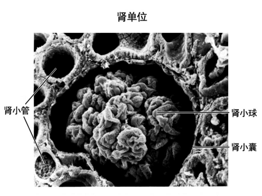 七年级生物尿液的形成和排出PPT课件(第二课时)_第3页