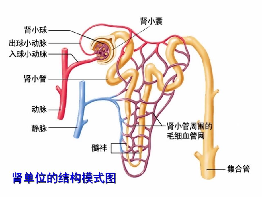 七年级生物尿液的形成和排出PPT课件(第二课时)_第4页