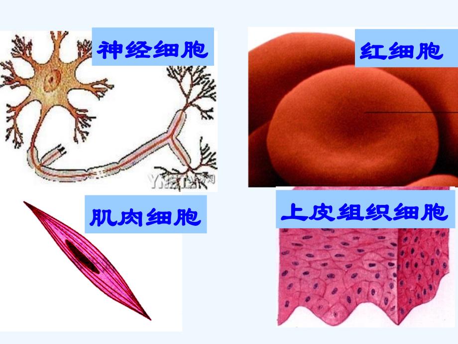 细胞的分化PPT课件_第4页