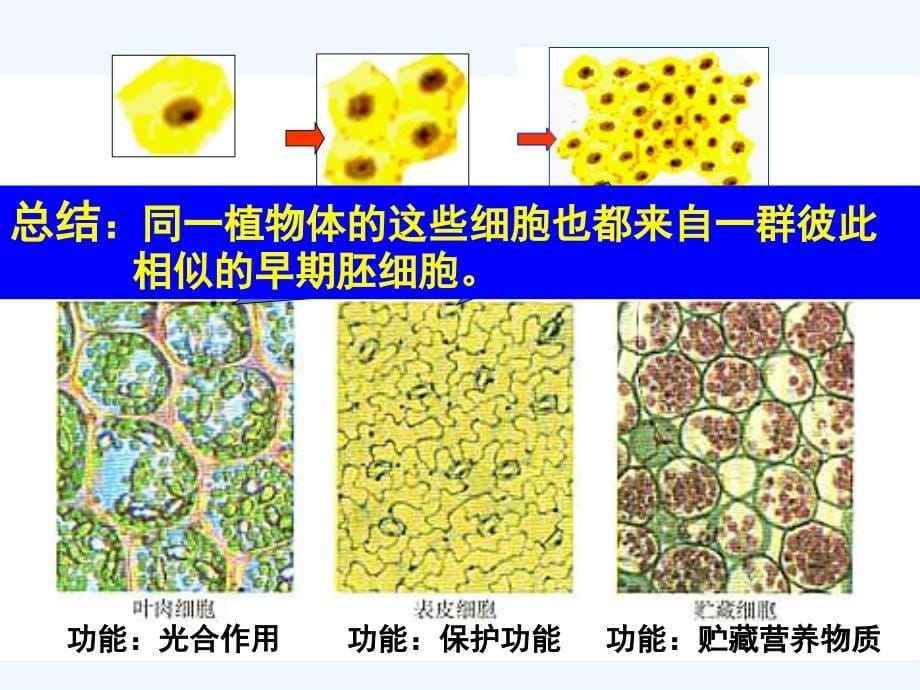 细胞的分化PPT课件_第5页