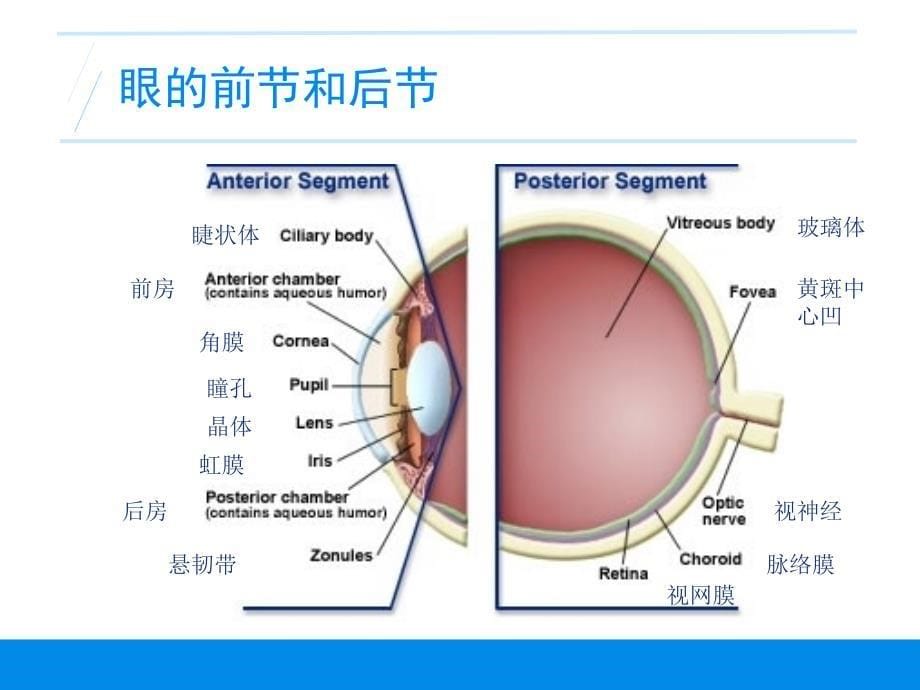 眼科基础知识行业严选_第5页