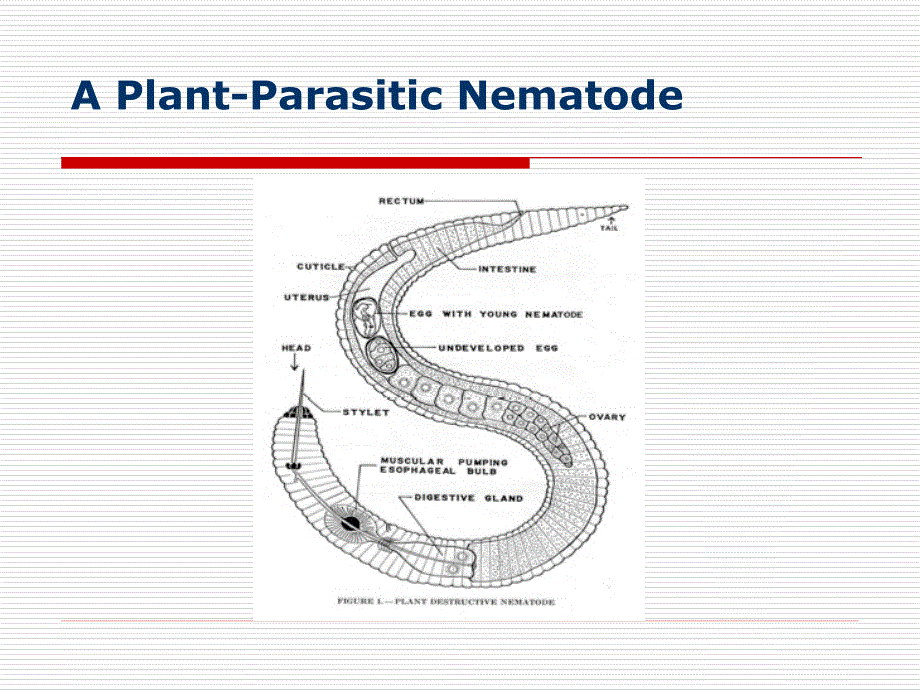 Nematode Extraction Methodsuarkedu：线虫提取方法 uarkeu_第2页