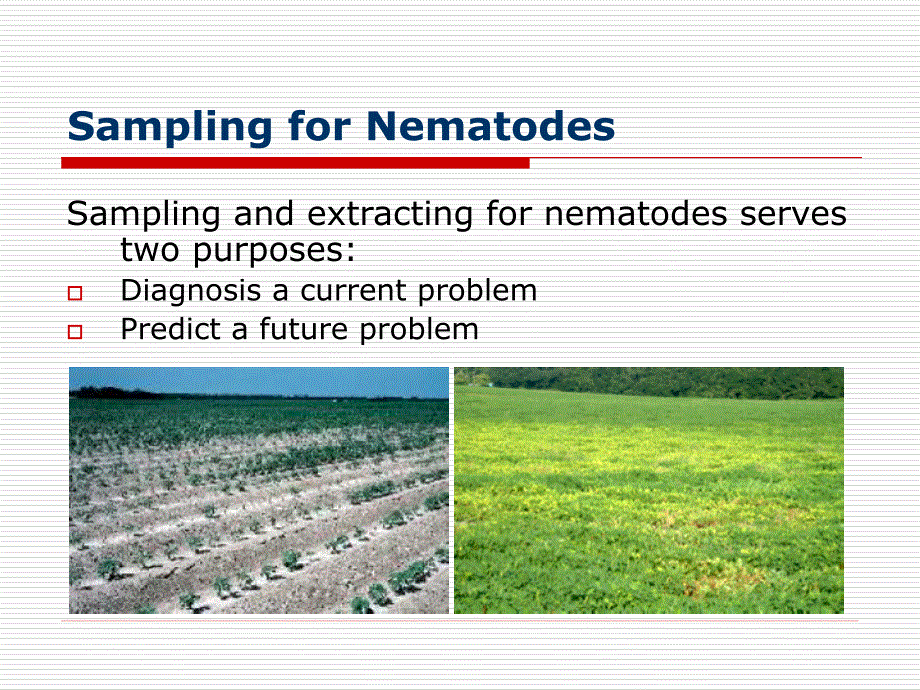 Nematode Extraction Methodsuarkedu：线虫提取方法 uarkeu_第3页