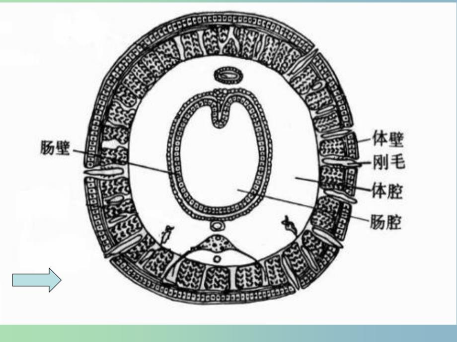 八年级生物上册 5.1.2 线形动物和环节动物课件 （新版）新人教版.ppt_第1页