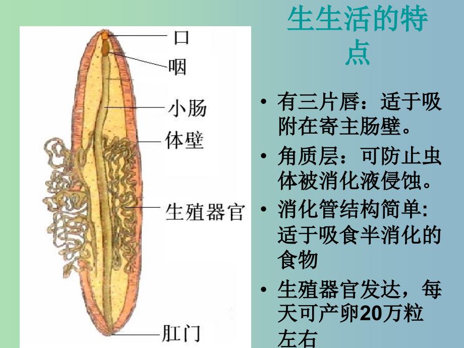 八年级生物上册 5.1.2 线形动物和环节动物课件 （新版）新人教版.ppt_第4页