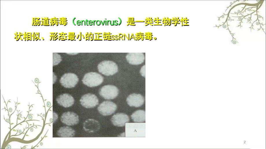 肠道病毒2课件_第2页