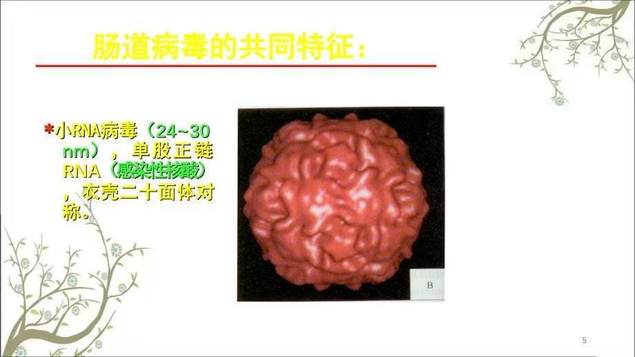 肠道病毒2课件_第5页