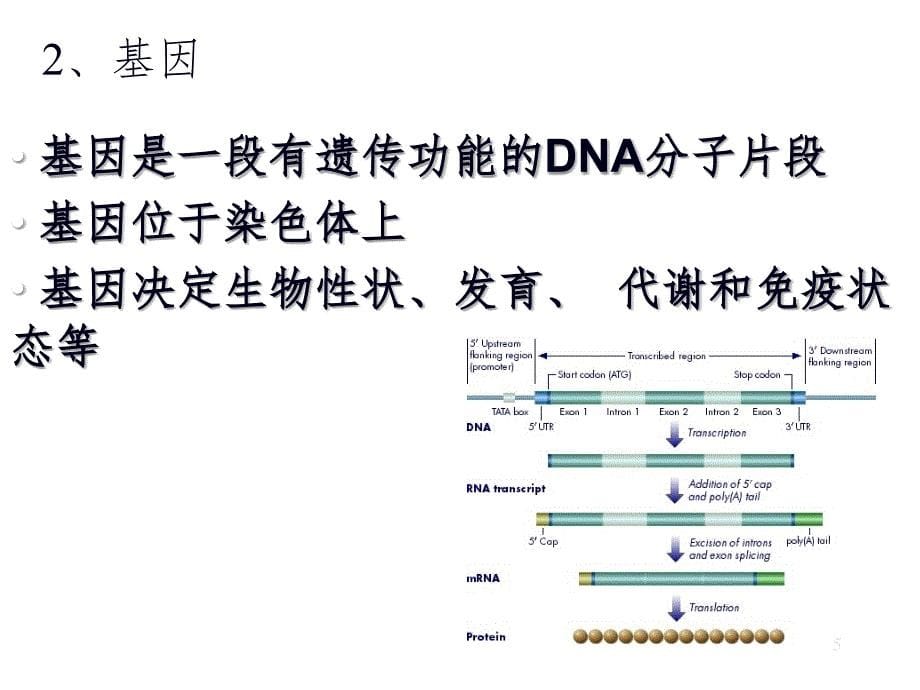 KT遗传与优生PPT课件_第5页