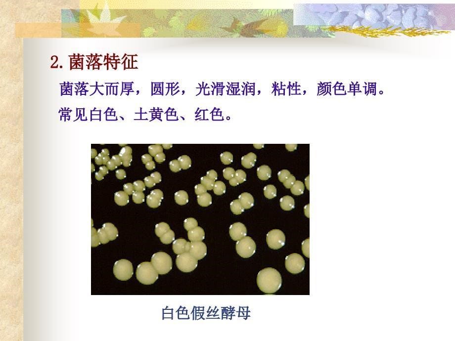 医学课件真菌fungus精品PPT课件_第5页