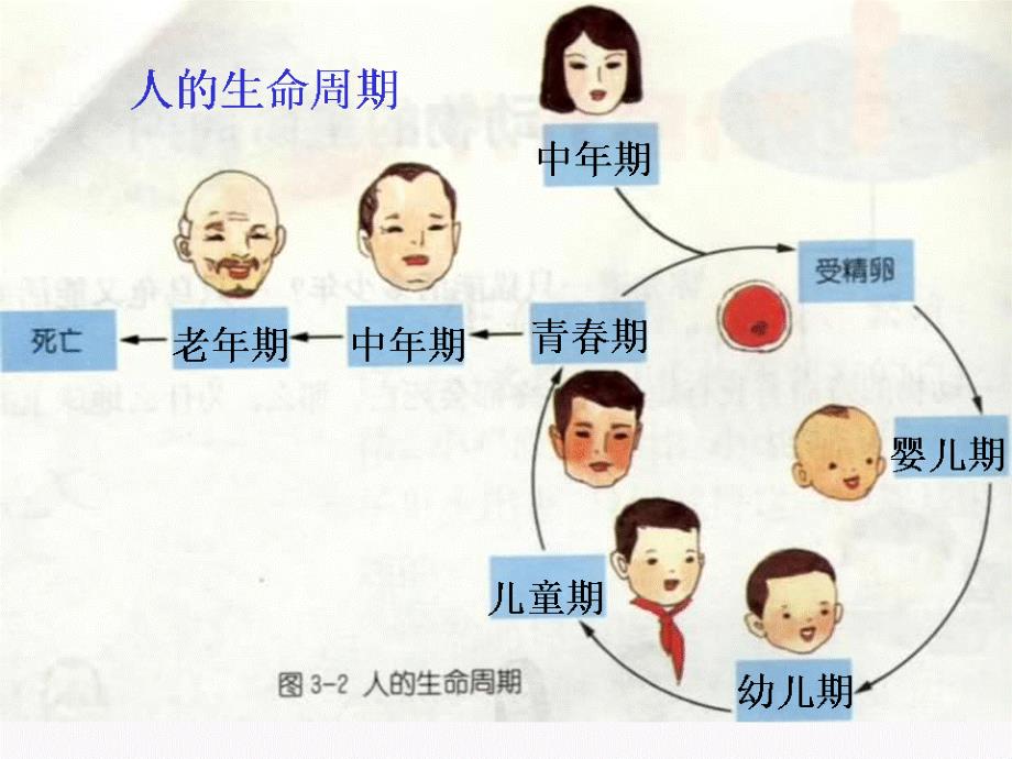 青岛版科学1.3人的一生_第3页