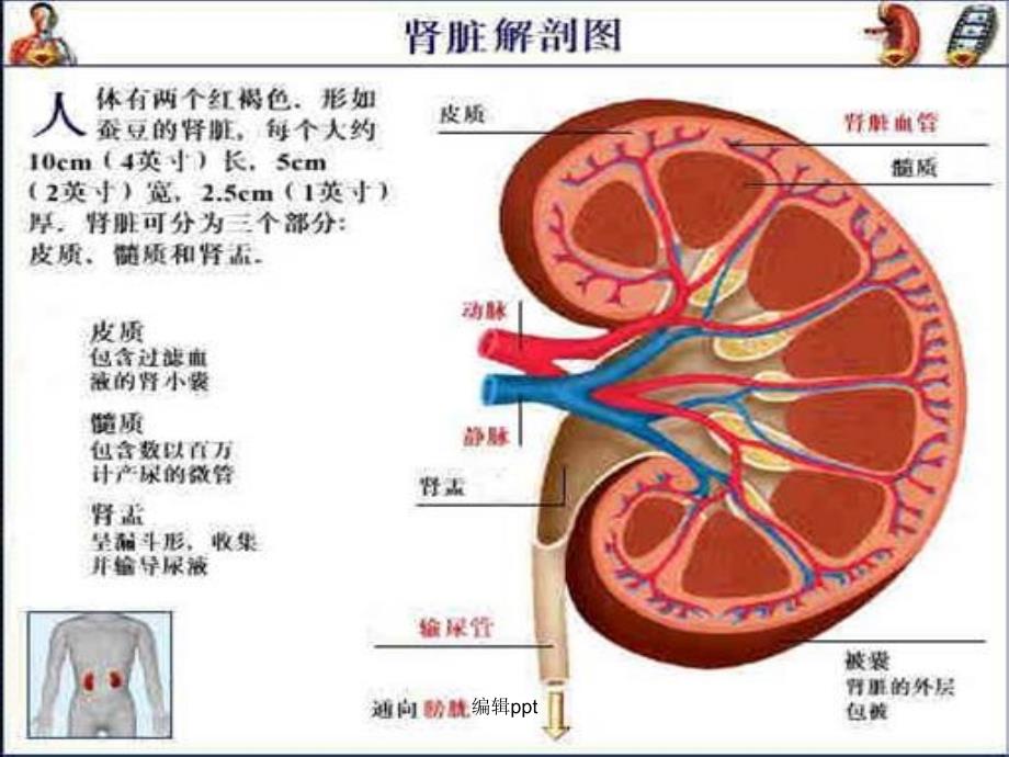 肾病综合征完整版本_第2页