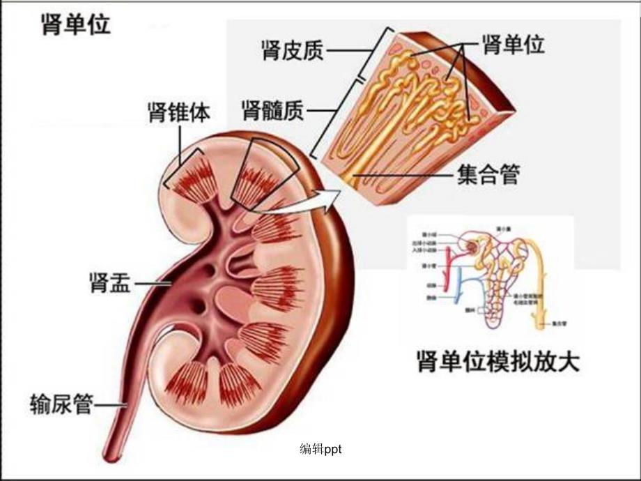 肾病综合征完整版本_第3页