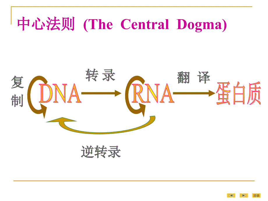 人卫8版-真核基因与基因组_第4页