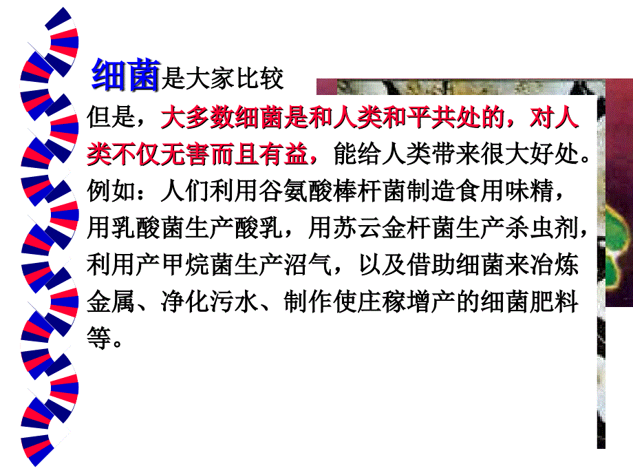 一章细菌的形态和结构精选文档_第2页