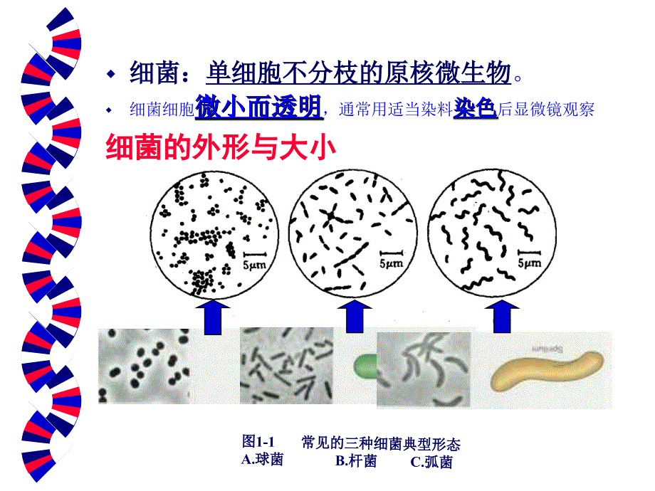 一章细菌的形态和结构精选文档_第3页