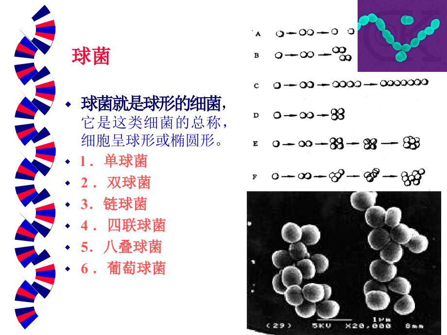 一章细菌的形态和结构精选文档_第4页