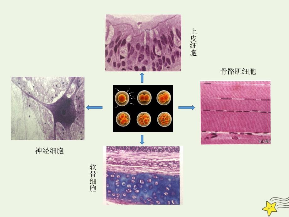 高中生物第6章细胞的生命历程第2节细胞的分化课件新人教版必修1_第3页