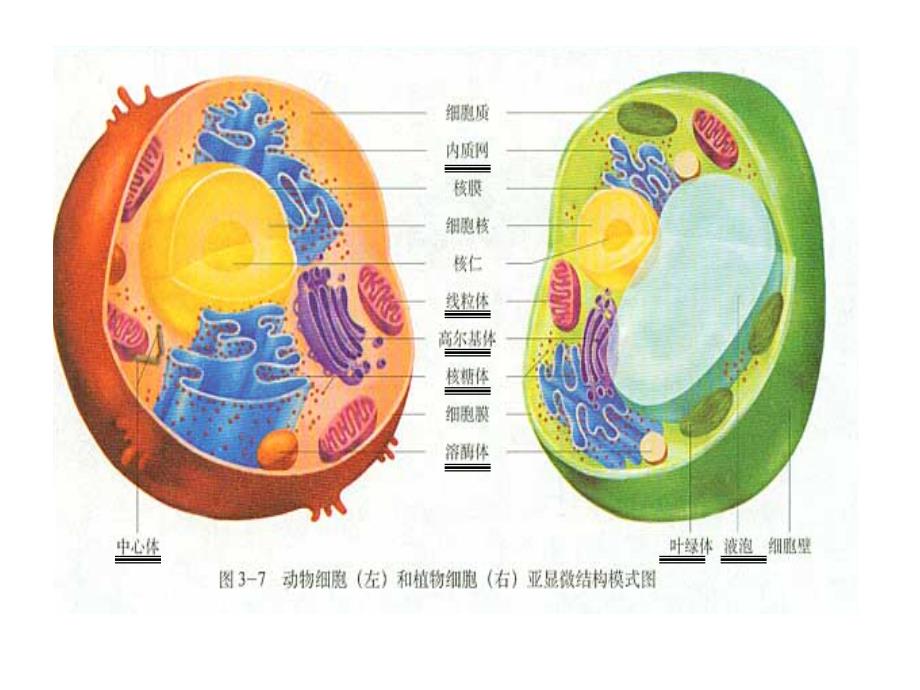 细胞器──系统内的分工合作_第3页