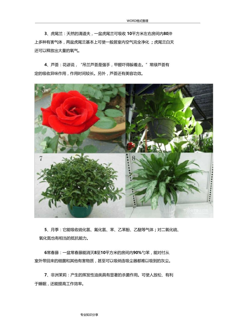 常见20种净化空气的室内植物_第2页