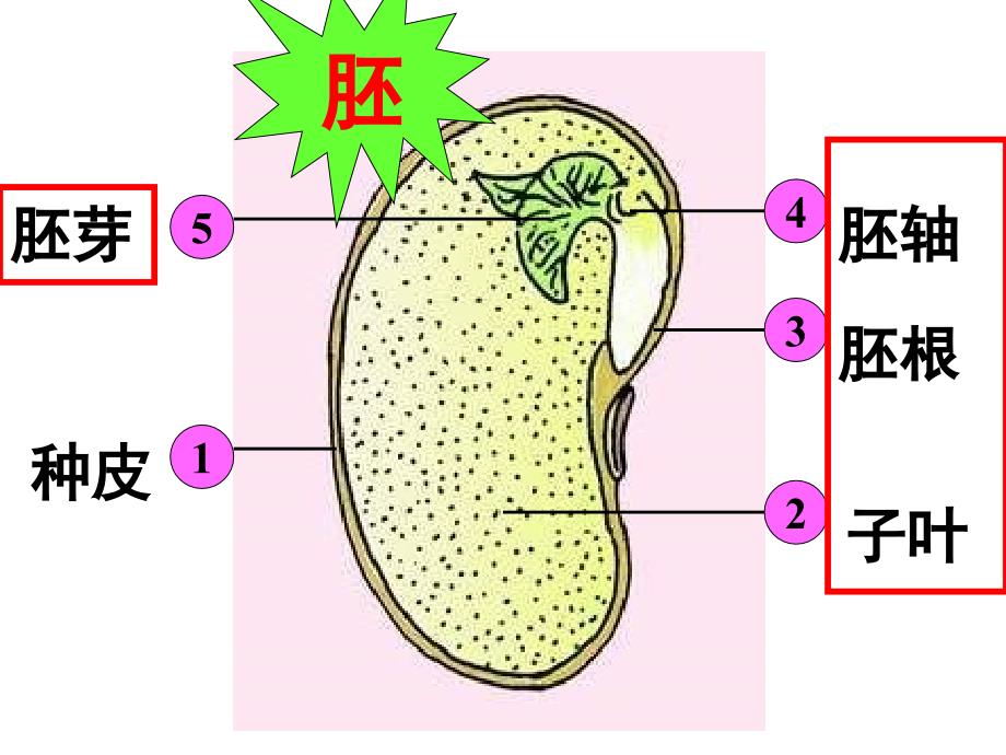 《种子的萌发》分析课件_第4页