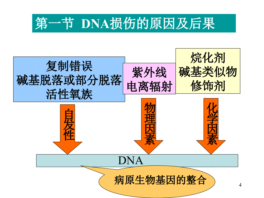 分子生物学：第六章DNA损伤与修复_第4页