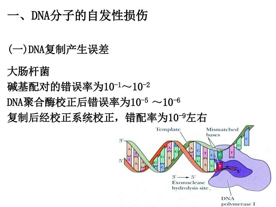 分子生物学：第六章DNA损伤与修复_第5页