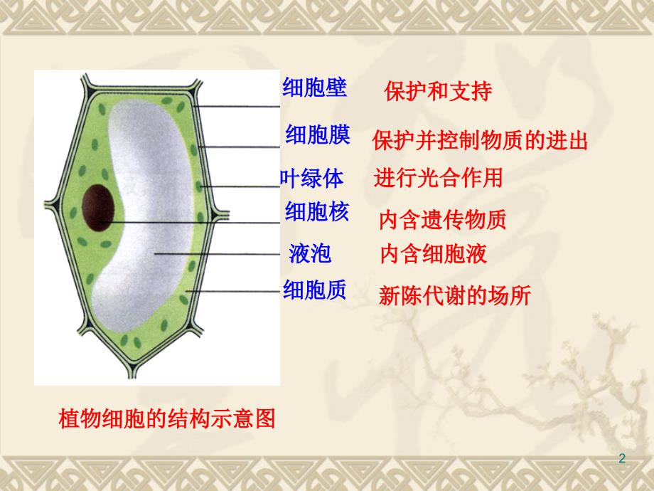 制作和观察洋葱鳞片叶表皮细胞临时装片ppt课件_第2页