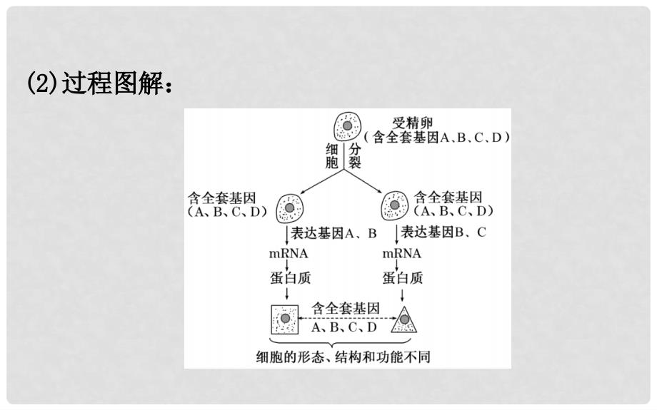 高考生物大一轮复习 高考预测 第四部分 细胞的生命历程 4.3 细胞的分化、衰老、凋亡和癌变课件_第4页